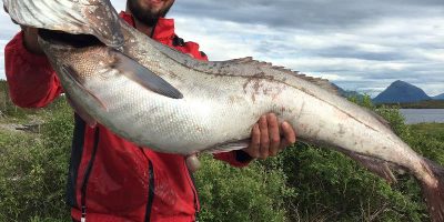 Hake world record 30lb 15oz...