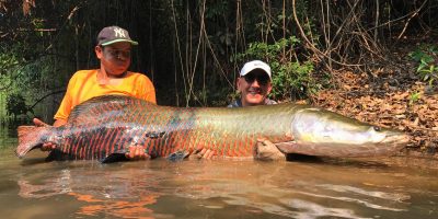 The best arapiama fishing in the world