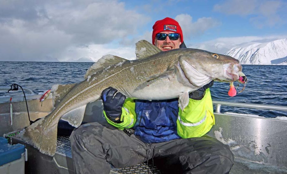 Dave Barham with a big Norwegian cod.