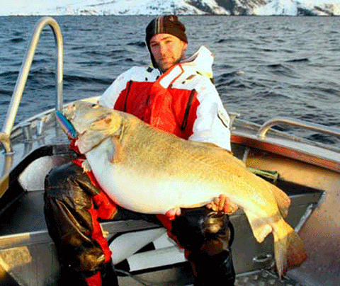 giant cod northern norway