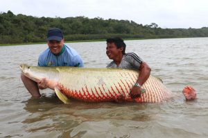 wild arapaima guyana south america