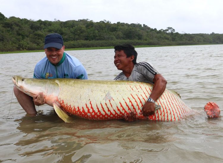 wild arapaima guyana south america