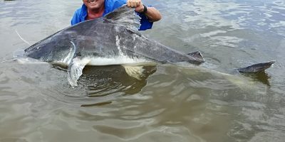 Lau catfish or Paraiba