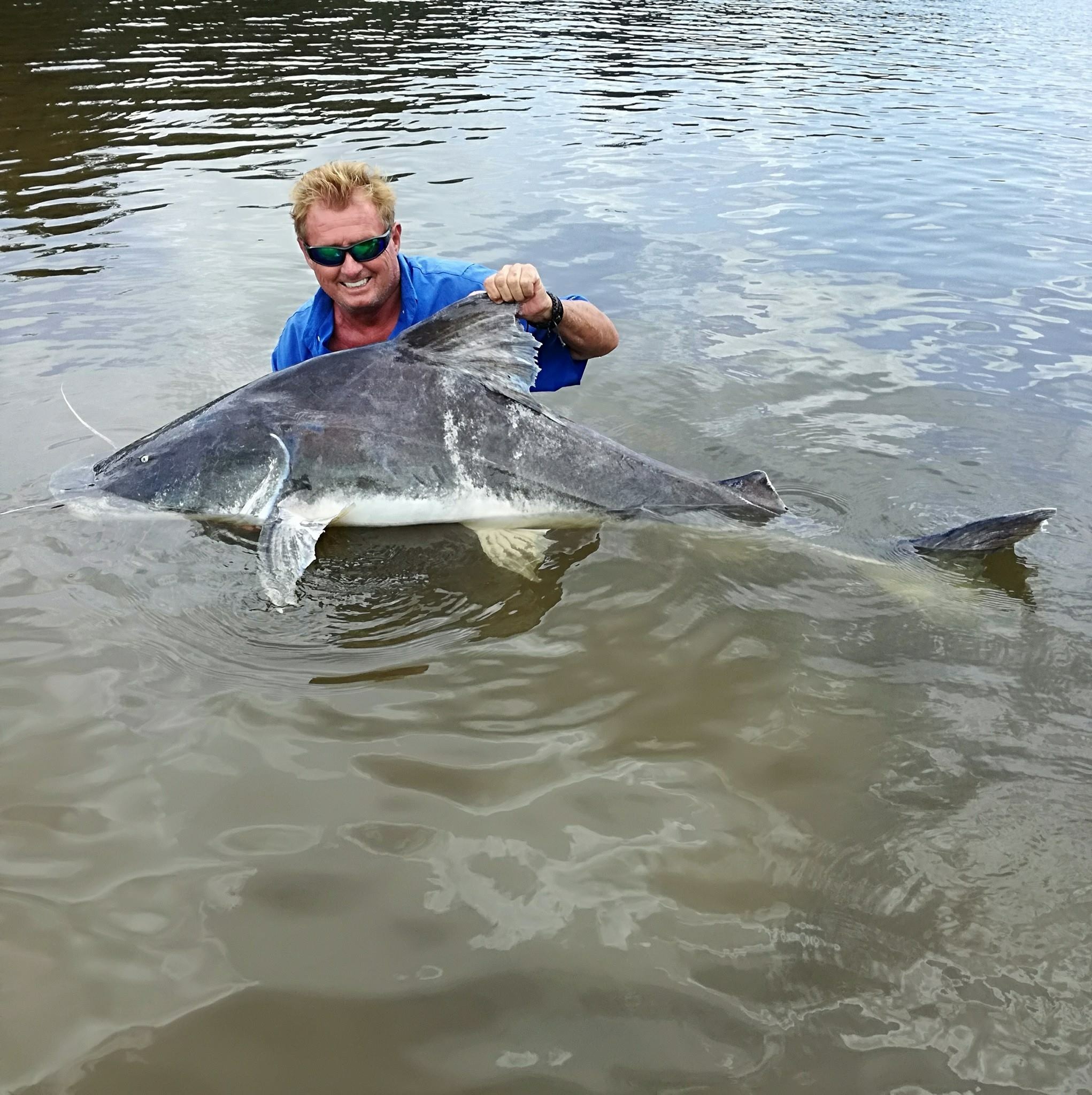 Lau catfish or Paraiba