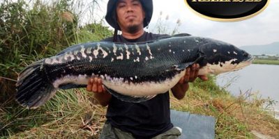 world record snakehead