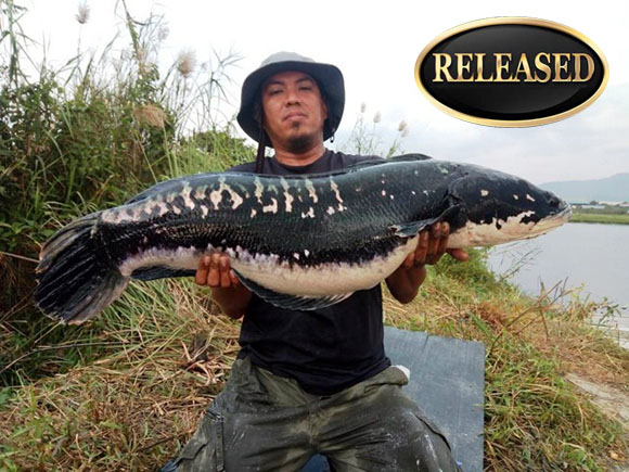 world record snakehead