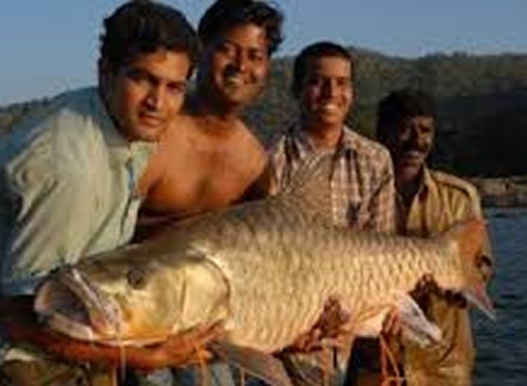 golden mahseer himalayas india