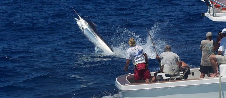 black marlin cairns australia