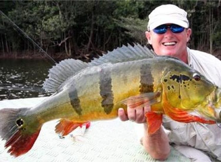 peacock bass river negro and branco brazil