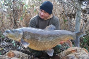 comizo barbel portugal
