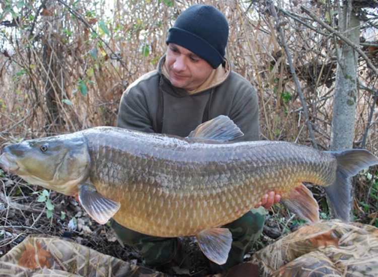 comizo barbel portugal