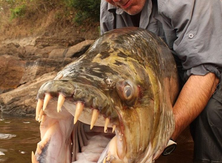 goliath tiger fish congo