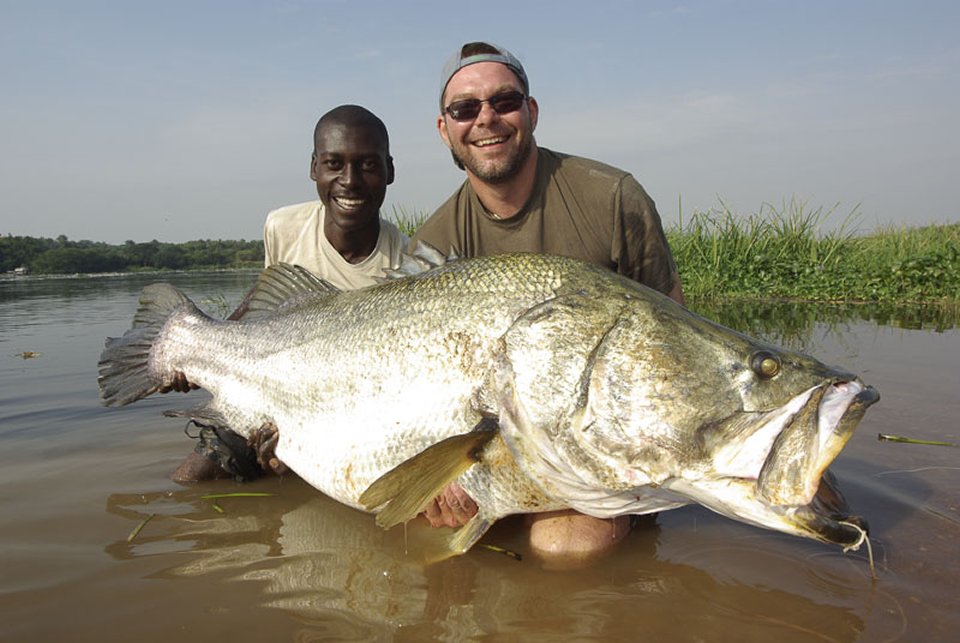 Nile clearance perch fish