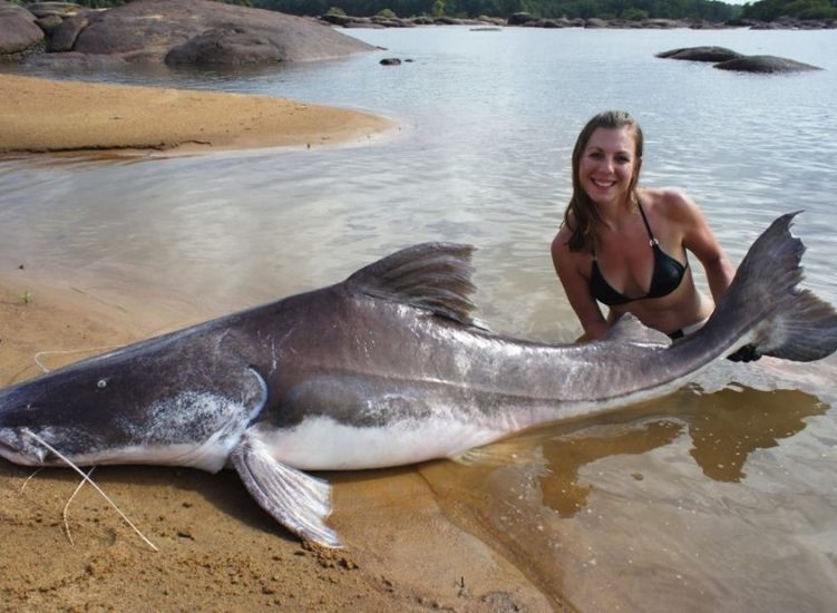 amazonian catfish guyana