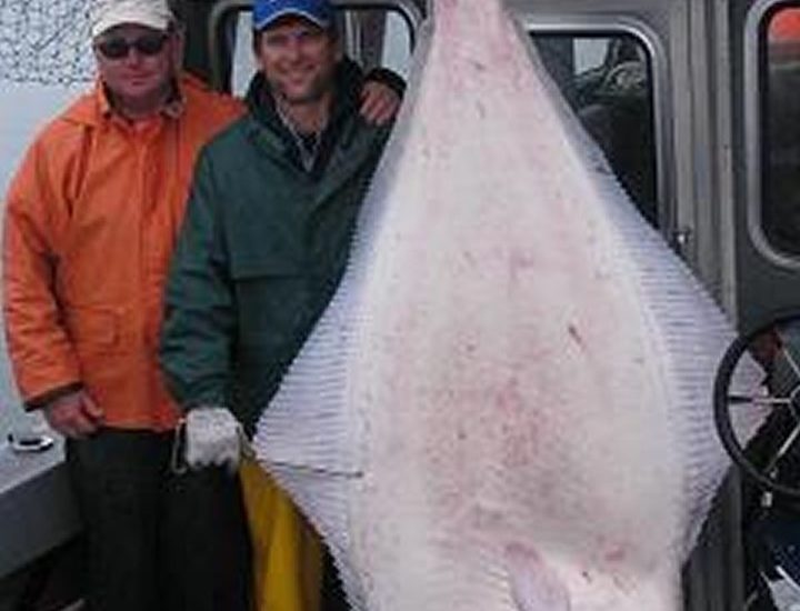 halibut alaska