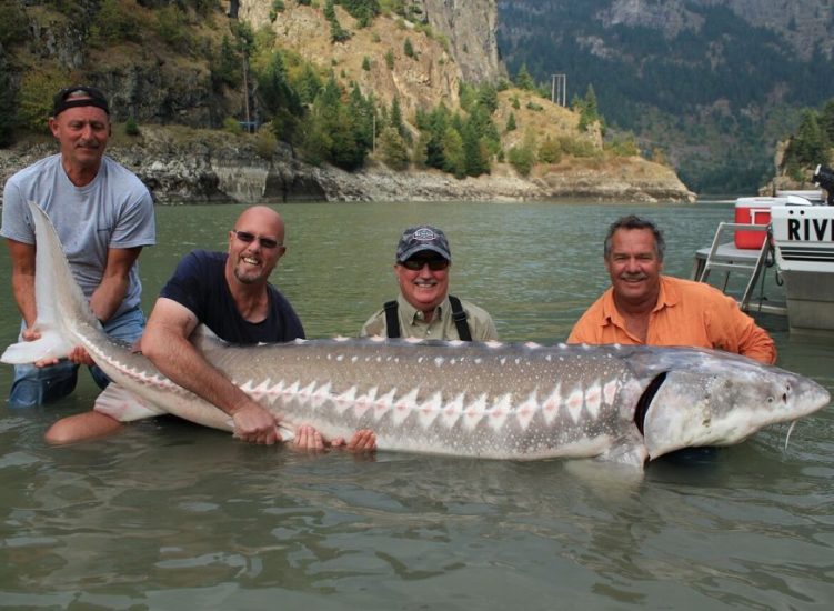 fraser river sturgeon british colombia canada