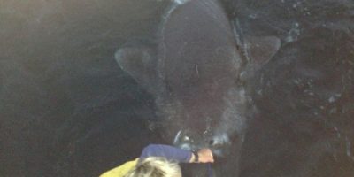 world record greenland shark