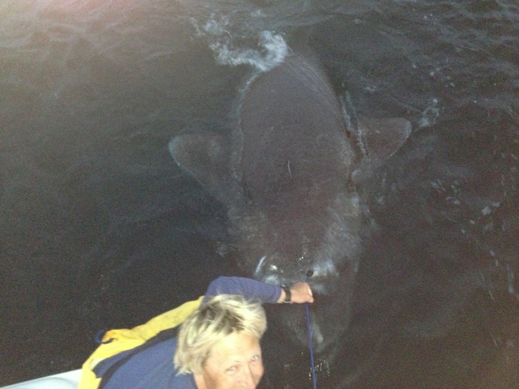 world record greenland shark