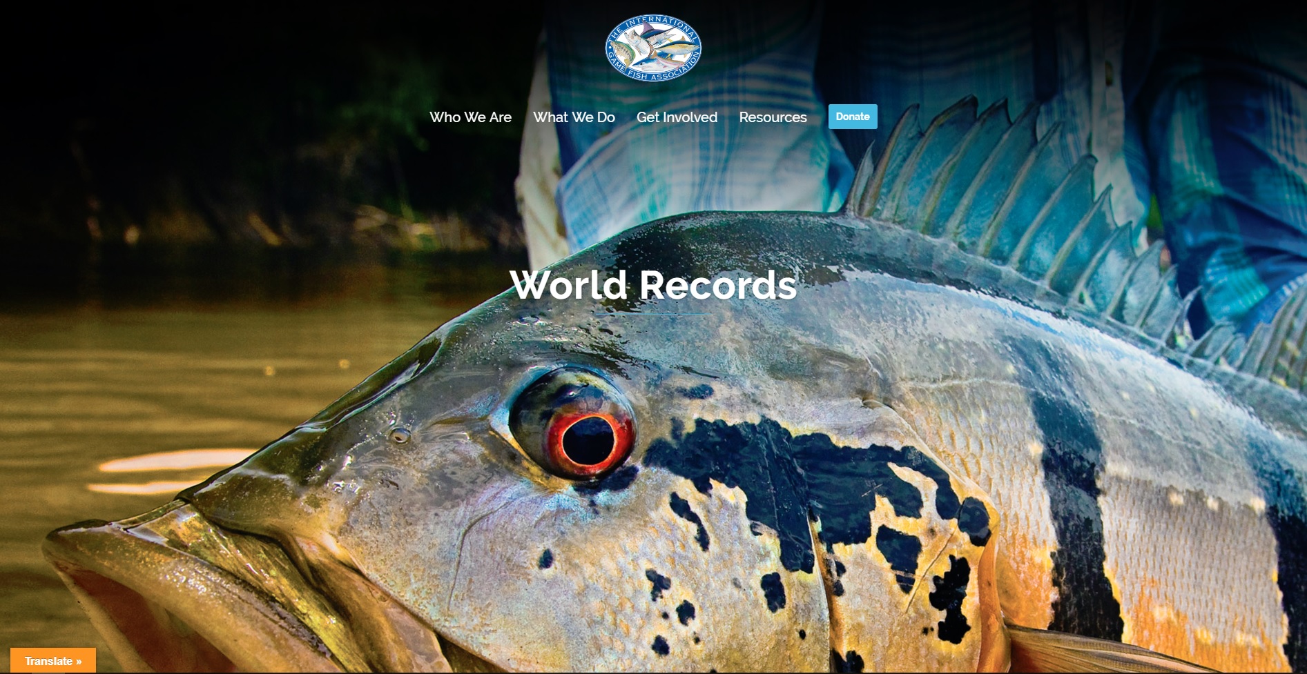 New IGFA website