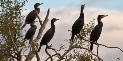 cormorants on freshwater