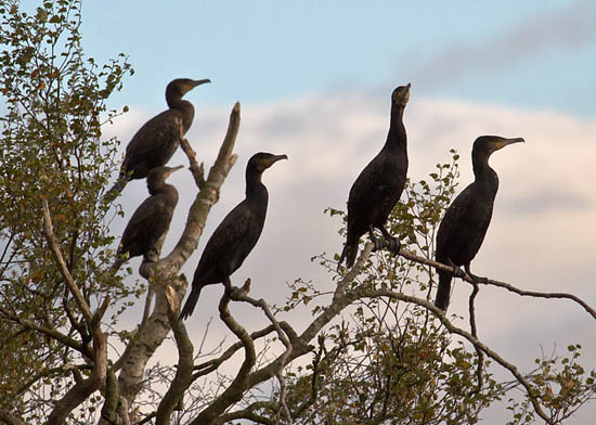 cormorants on freshwater