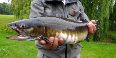 Pink salmon added to UK species list