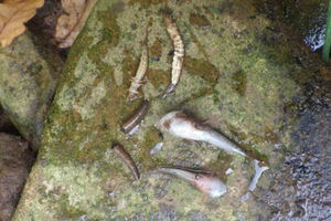 Bullhead fish and invertebrates like caddis fly larvae were among those killed