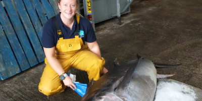 Atlantic bluefin tuna found in Chichester Harbour