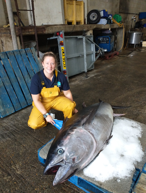 Atlantic bluefin tuna found in Chichester Harbour