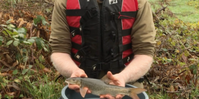 250 baby barbel for river Severn