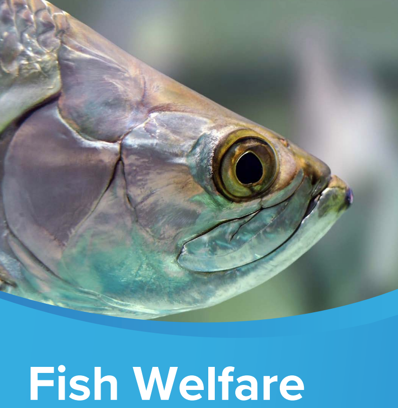 Fish Welfare in the UK controversial Report