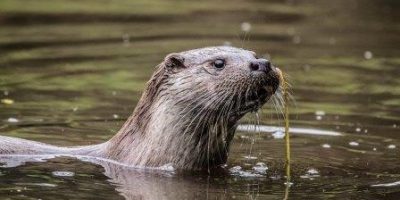 Barbel Society calling on protection for otters to be lifted