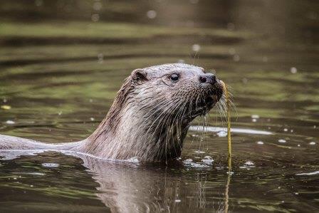 Barbel Society calling on protection for otters to be lifted