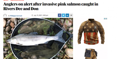 Anglers urged to be vigilent on look our for invasive pink salmon