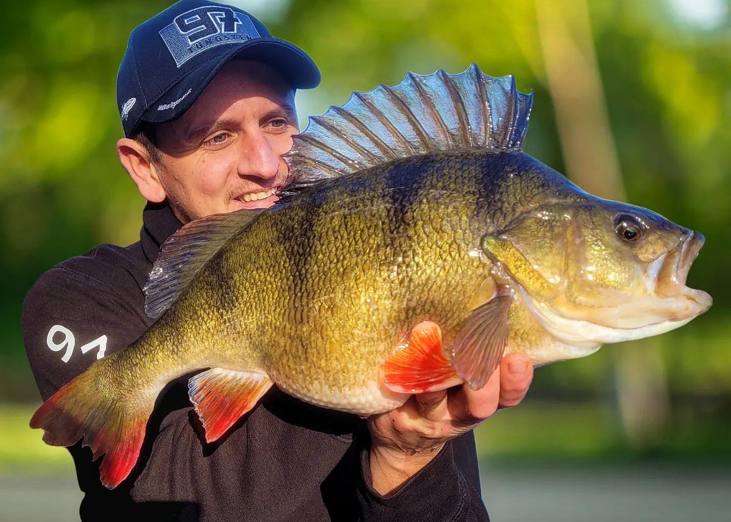 Big River Thames perch