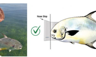 IGFA kids length category