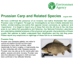 Prussian carp