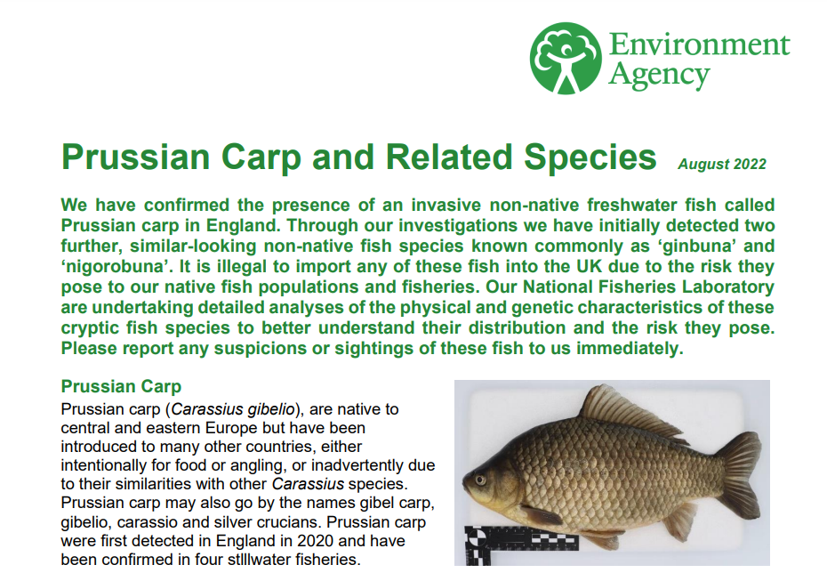 Prussian Carp