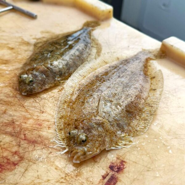 Meet the Imperial Scaldfish.