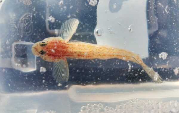 British record goby 2025.