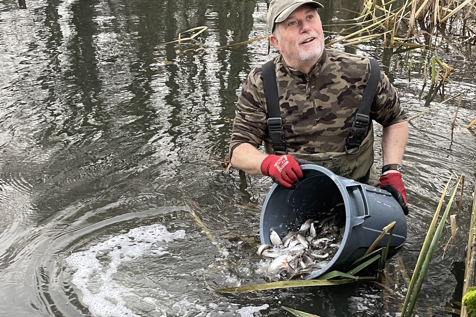 A Wimborne AC member releases the new fish in to the lake